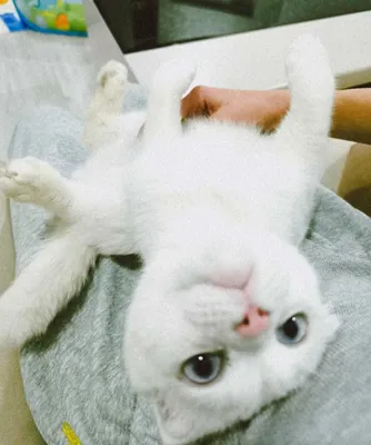 Emo porno onlayn zerikarli