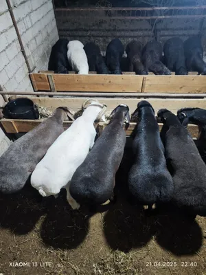 Qoy куй кой qochqorlar sotiladi 20 kg 60kg bor 1