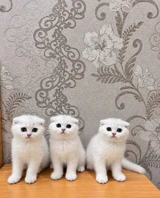 Oq shinshilla mushukchalar 1