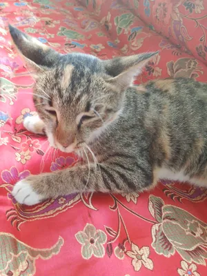 Продаётся кошка породы фолд, девочка