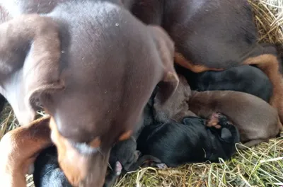 Doberman kuchukchalari sotiladi 1