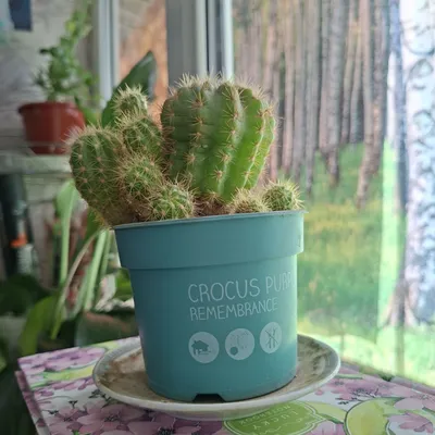 Echinopsis turkumiga mansub kaktus