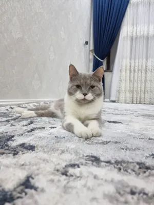 Kick-Ass porno filmini tomosha qiling Jinsiy aloqa Nogaiki