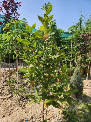 Ko'chatlarimiz sotuvda manzil Toshkent dastafka bor 1