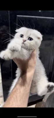 Zotdor toza qon mushuchalarimiz sotuvda 3 ta qoldi ! Shoshilamiz 1