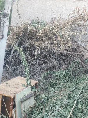 Arzon narxda qurigan utin sotiladi 1