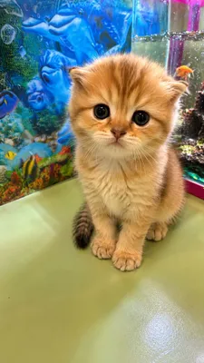 Скотиш фолд манчкин лонг 1