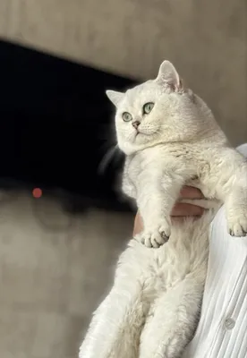ВЯЗКА. Кот — серебристая шиншилла, привозной, крупный, опытный 1
