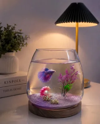 xitoy akvarium bez filtr