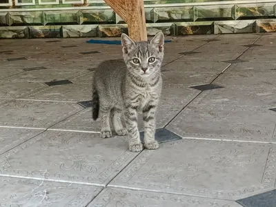 Кошка 1