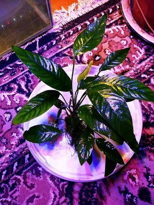 Gigant anubias. 1