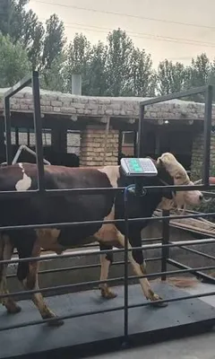 Мол тарози котта тарози