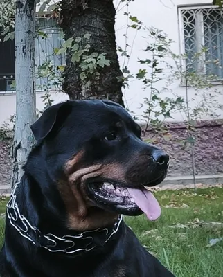 Ждём невесту в гости. 1