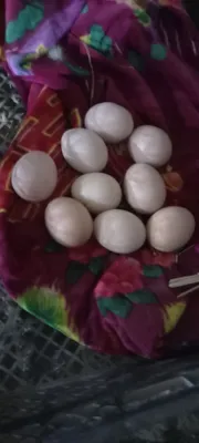 Dakan tuxumlari sotiladi 1