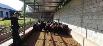 Баракали наслдор қўчқорлар сотилади!!! 1