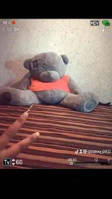 tedde ayiq