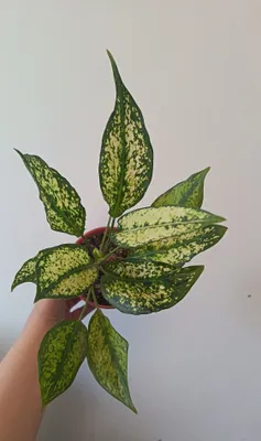 Aglaonema Diamond 1
