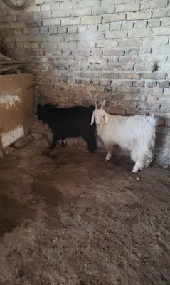 Продаются козлы 1