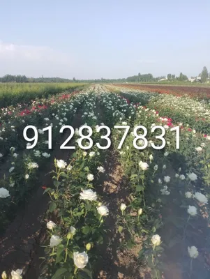 Дехкончилик гарантия качества 1