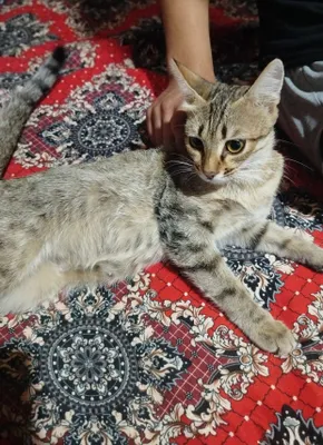 Кошка в подарок 1