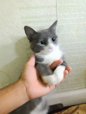 Ass GIF Tajribasiz ayol bilan ehtiyotkor jinsiy aloqa