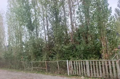 Продаются тополя разных размеров 1