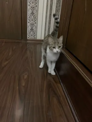 Кошку отдадим только в любящие руки. 1