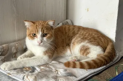 Yaxshi qo‘llarga xotirjam, sokin, kastratsiya qilingan malla mushuk beriladi 1
