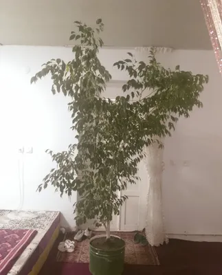 Продаётся фикус