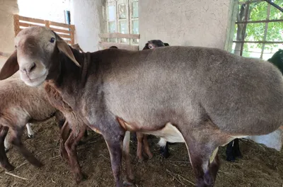 Hisori qöchqor sotiladi 4 yosh.Toza zotli.Buxoro,Shofirkon 1