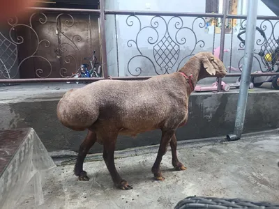Продаются овцы по выгодной цене 1