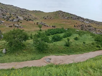 Manzarali daraxt ko'chatlari 1