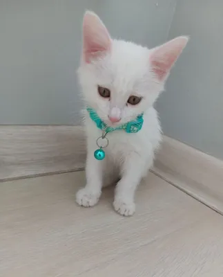 Mushuk bolasi Turk angora juda aqlli va beozor 2.5 oylik rangi oqpoq. 1
