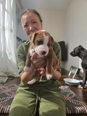 Staffordshir teriyeri va pitbul kuchukchalari 3