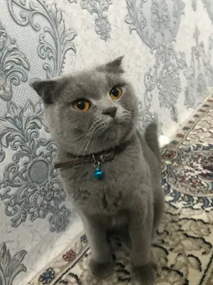 Men yashirin kamera ornatdim va qaynonamni jinsiy aloqaga taklif qildim.