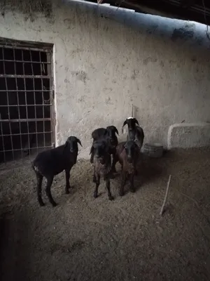 Qöy sotiladi hali 1 yoshga tölmagan