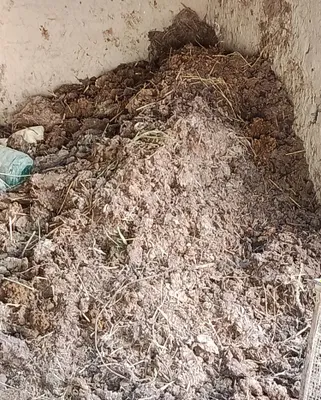 Mol nurisi goʻng kim kerak boʻlsa bepul beriladi.