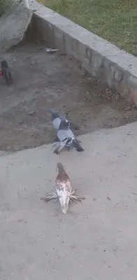 Продаются голуби 1