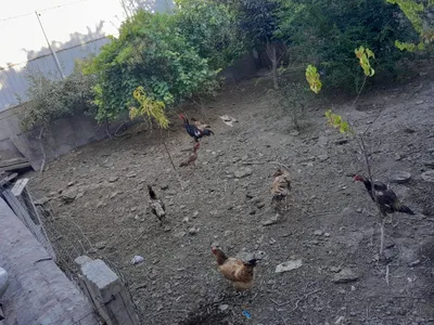 Продаются породистые куры, возможен бартер 1