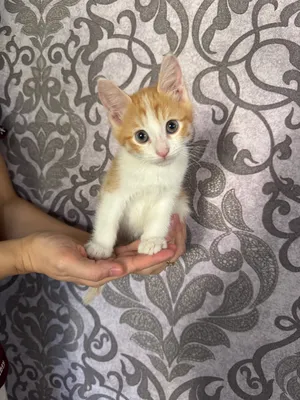 Котята в дар 1