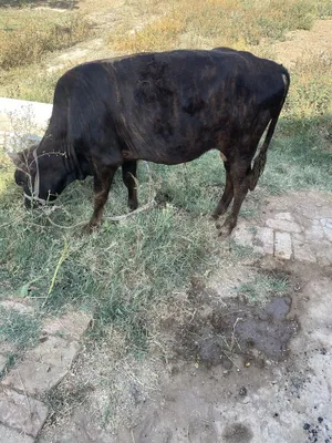 hukiz sotiladi 16 mln 1