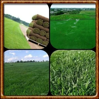 Газон экиш хизмати gazon ekish hizmati yevro gazon tayor rulonik