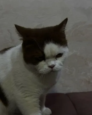 Продаю британскую короткошёрстную кошку 1