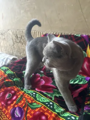 Не знаю название, но это очень хороший кот, я тоже купил его 1