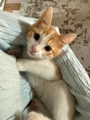 Котёнок в хорошие руки бесплатно 1
