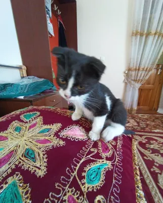 Котенок в добрые руки 1