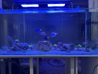 Морской аквариум 300 л 1