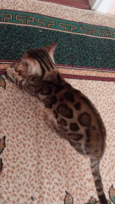 мушук бенгальские кошки 1
