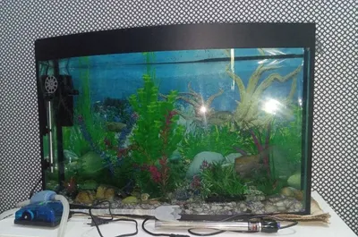 100 litrli akvarium, tayyor to‘plam + 4 ta baliq + jihozlar! 1