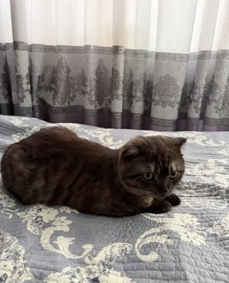 Scottish Fold zotli buklama quloqli shotland mushugini sotaman. 1